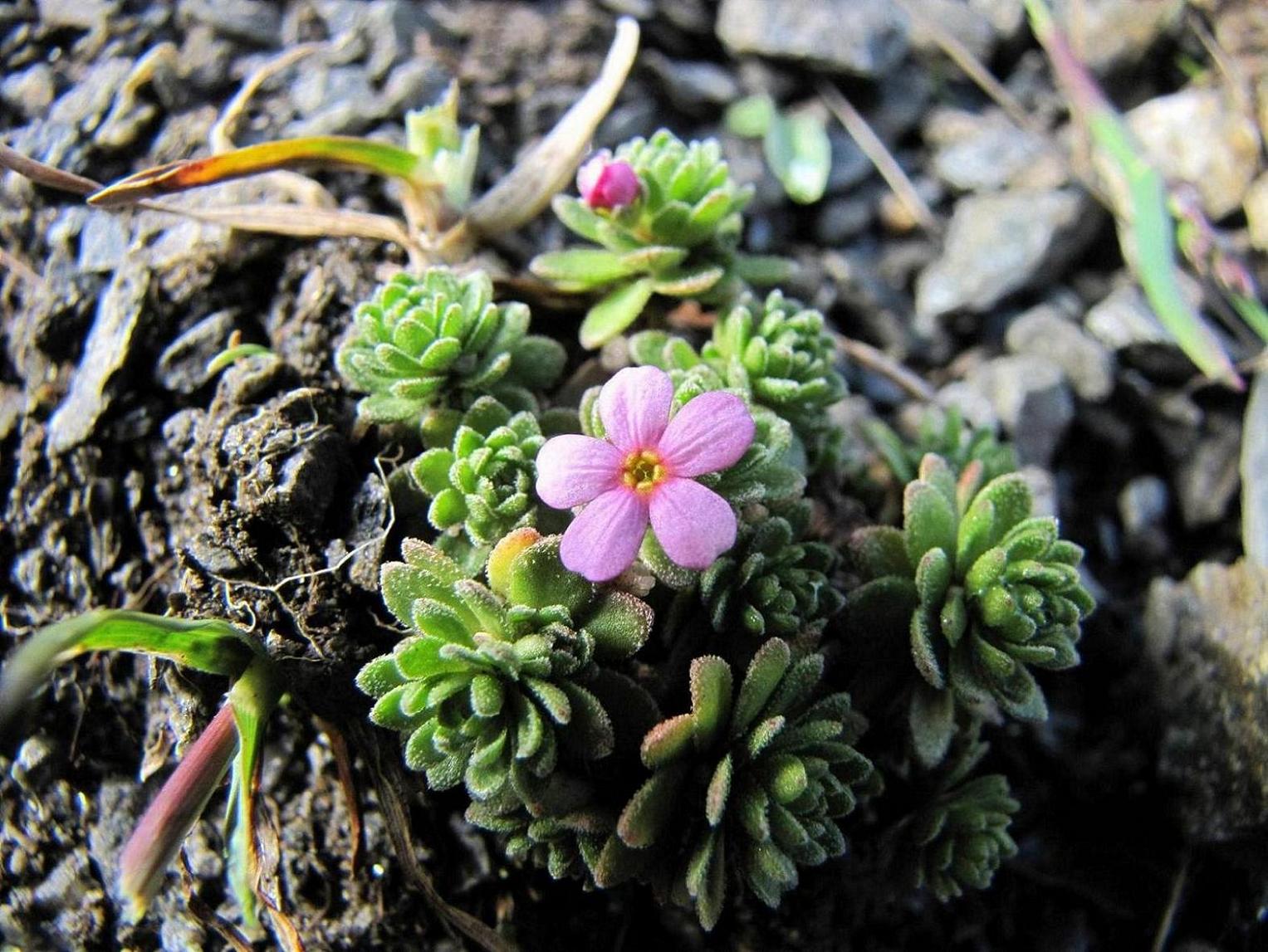 Sentieri ferrati, sentieri fioriti: i fiori dell''Albiolo